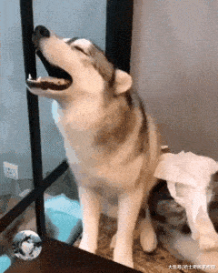 原创二哈生了6只宝宝,结果奶狗才3周大,它就开始拒绝