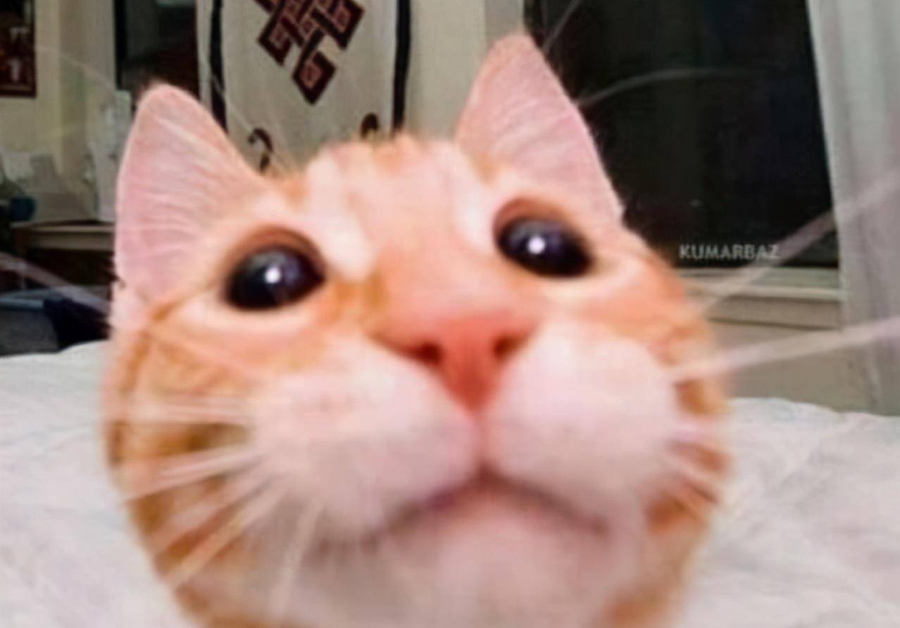 萌宠猫咪自拍黑照,美图秀秀都救不回来