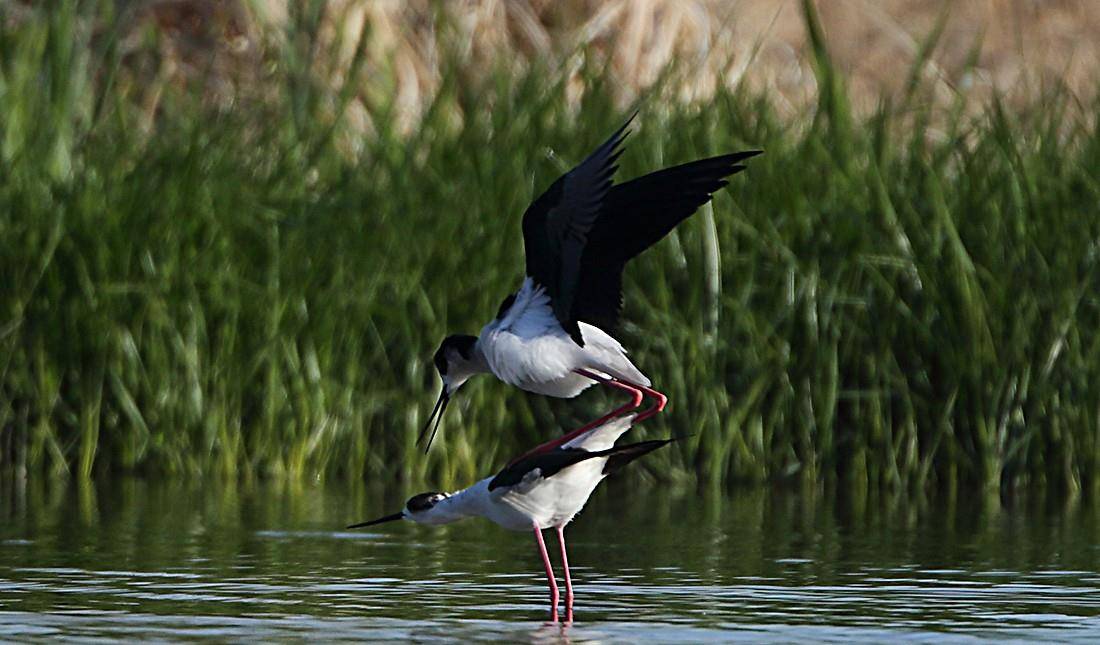 原创体态修长的黑白色水鸟