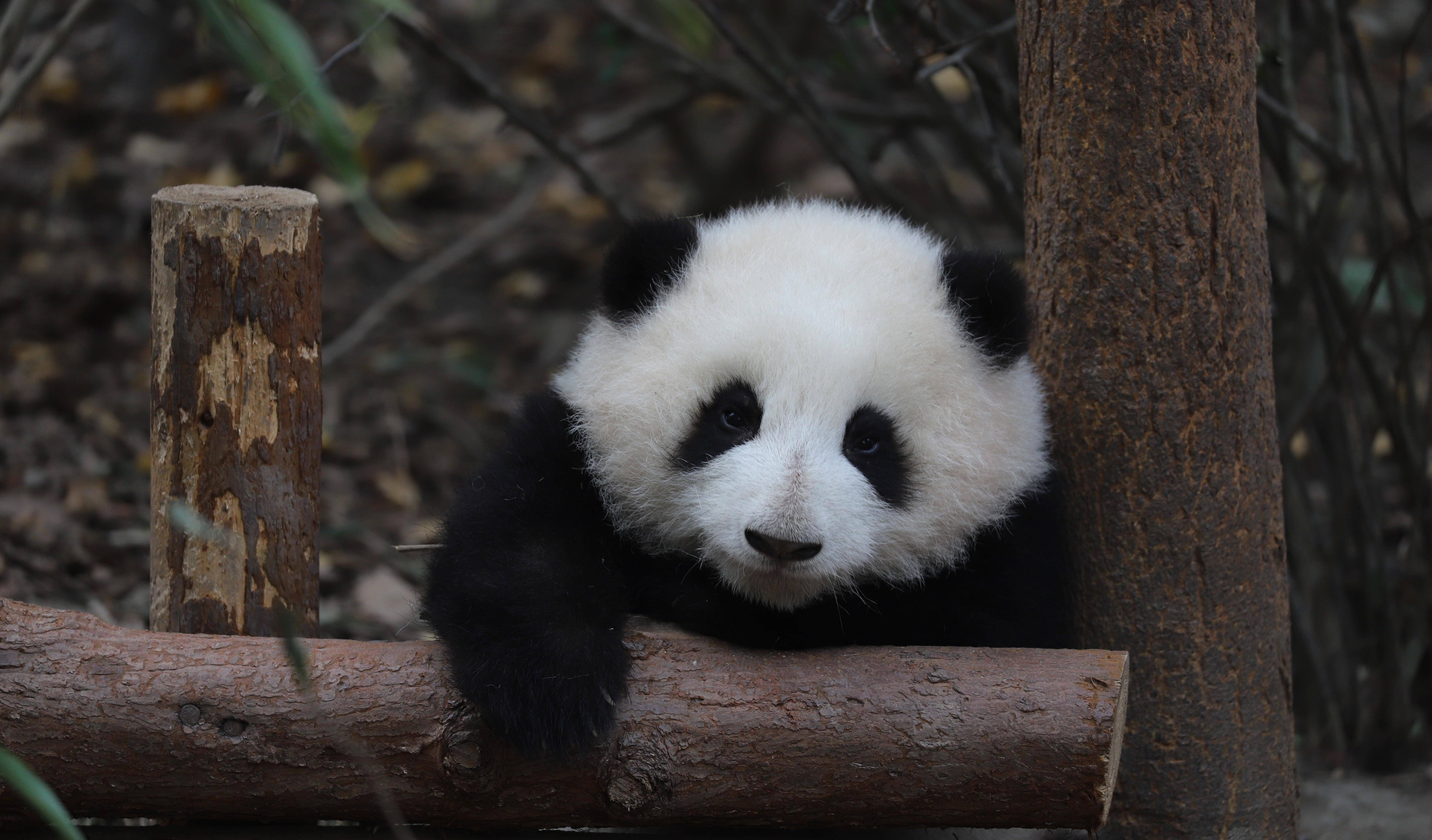 原创熊猫励志小和花和她的小伙伴们趣事分享