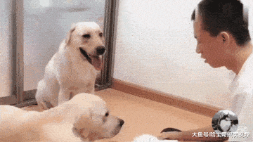 然而一样的事情发生后,狗妈的态度却发生了180度的翻转,相同的场景