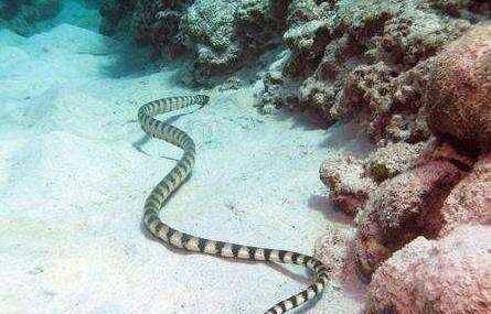 裂颏海蛇