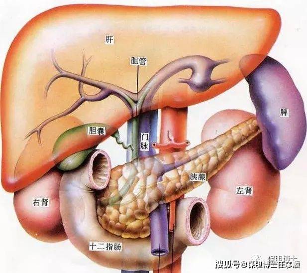 肝病患者为啥胆囊总有毛病?