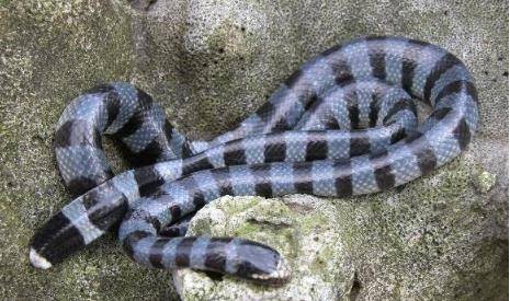 原创比眼镜王蛇毒十倍的灰蓝扁尾海蛇,是中国境内最毒的海蛇