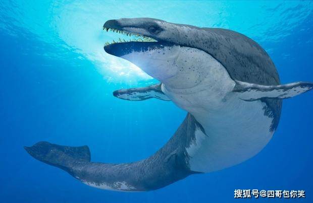 原创鲸豚奇谈古鲸逼死20米80吨巨齿鲨鲸豚家族如何制霸海洋