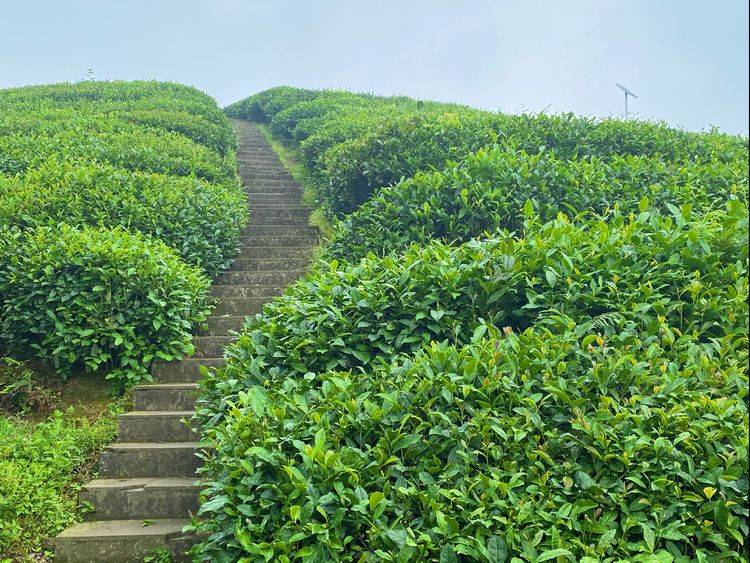 茶竹共生的罕见景观重庆永川茶山竹海