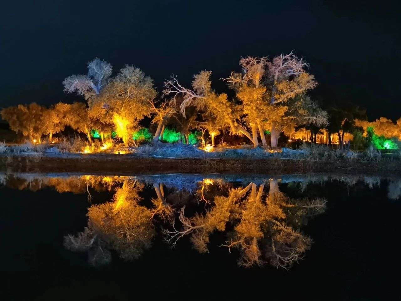 篝火晚会结束了就可以去看看夜景下的胡杨林啦,灯光的照射下胡杨林多