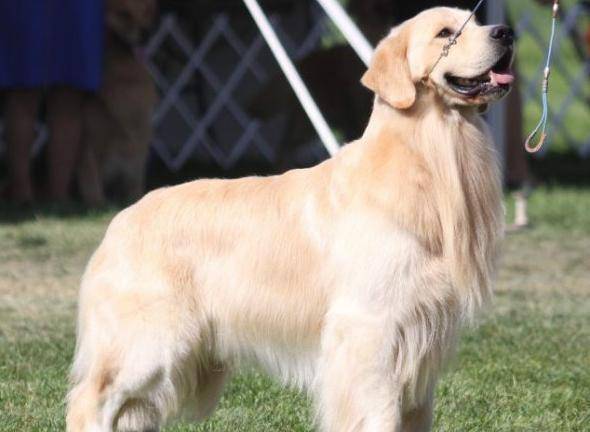 金毛犬还有英系金毛和美系金毛之分,其最大的区别在于英系颜色浅,美系