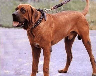 世界十大猛犬第二名,日本土佐犬.