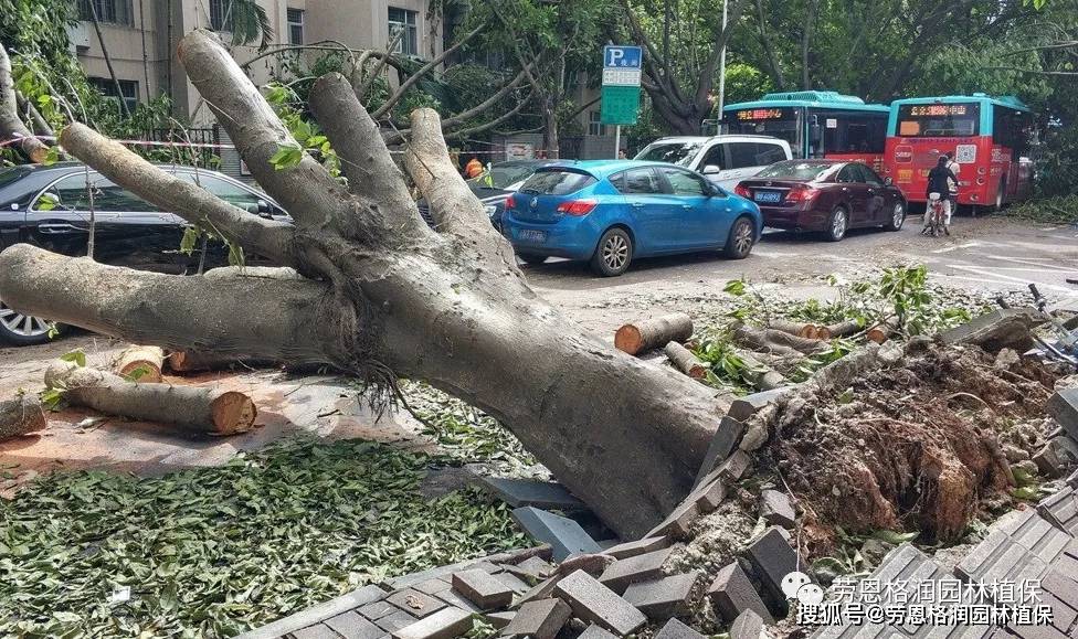 台风过后对于倒伏树木该如何处理