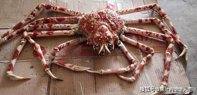 深海霸主日本杀人蟹,身长4米可活百年,杀死60渔民是真是假?
