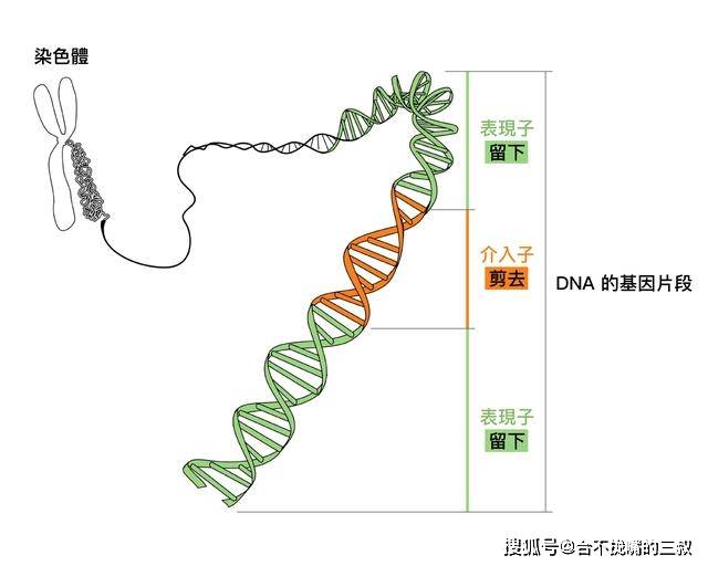 人类为什么要让动物植物进行回交,回交有怎样的好处?