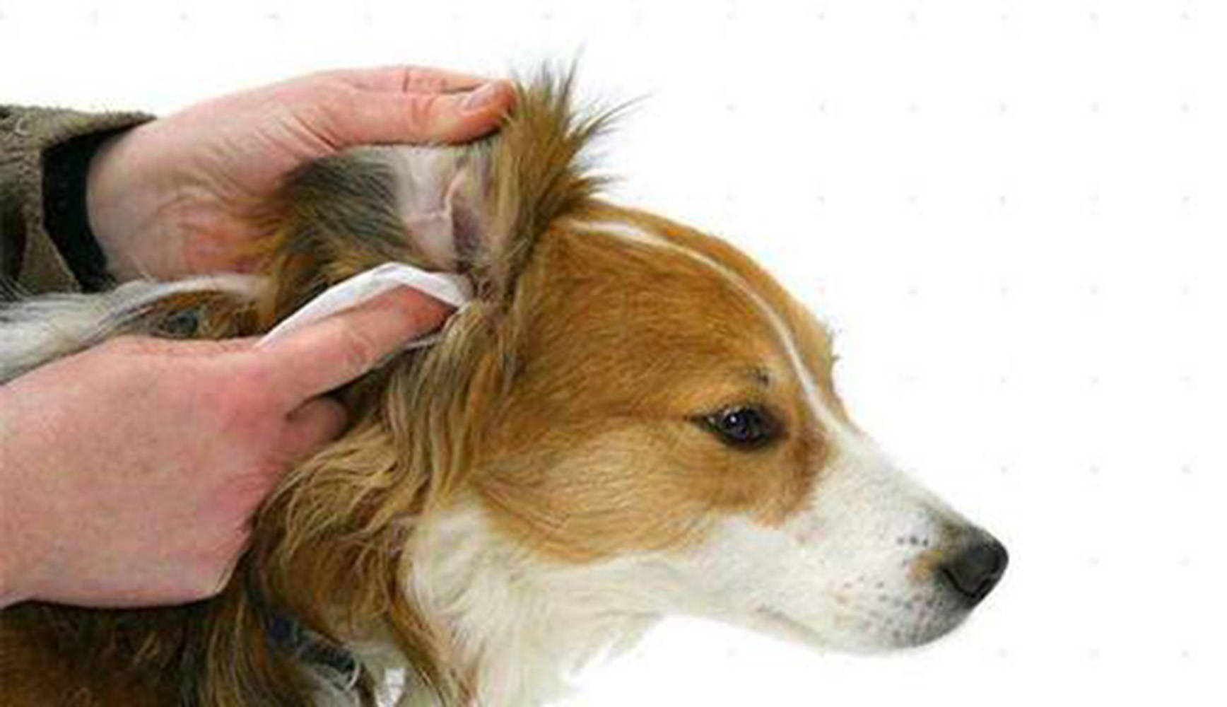 【养宠小知识】宠物狗耳朵长耳螨是怎么回事