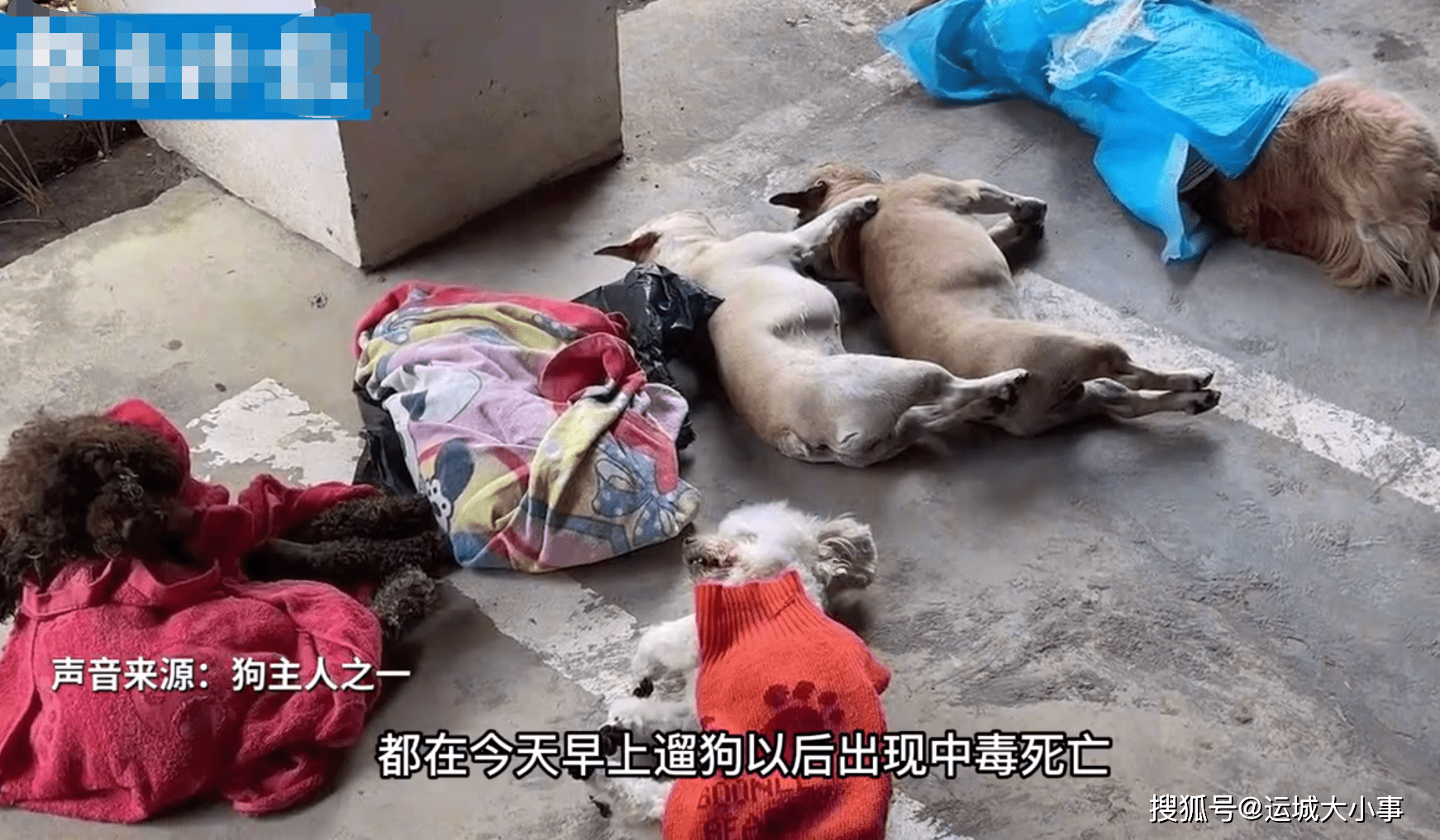贵州一小区8条宠物狗被毒死主人怀抱尸体崩溃大哭网友评论亮了