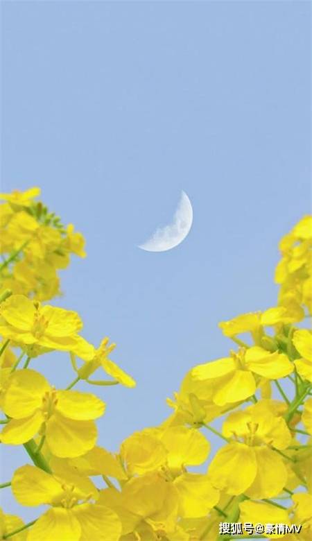 春天的风景手机壁纸无水印_小清新风景壁纸大图
