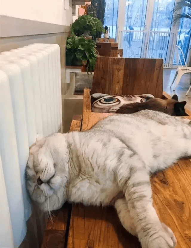 猫咪把头紧贴暖气片上,怕是为了烫出最新款的发型吧