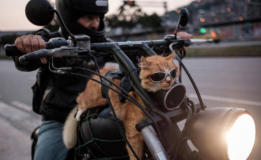 原创在猫咪眼中主人和猫粮哪一个更重要