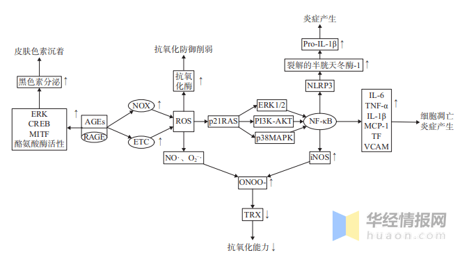 ages, ages使得皮肤衰老和色素沉积抗糖化化妆品市场未来潜力大图