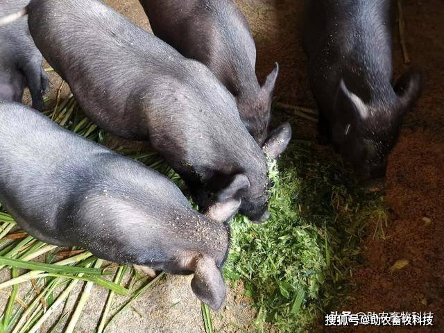 牧草粉碎喂猪是生产高品质猪肉的重要基础大量现场高清图