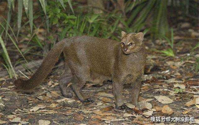 亚马孙出现世上最憋屈的猫,与美洲狮是近亲,却被误认为黄鼠狼