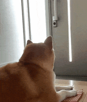 就是回家打开门看到狗狗的热情迎接了 不过你知道吗?