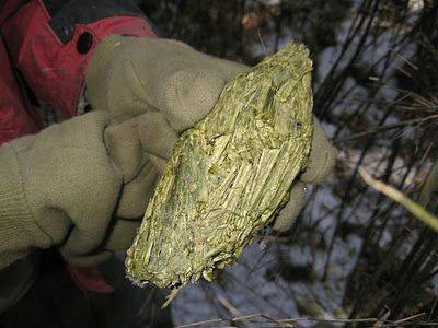 原创大熊猫的粪便里,究竟隐藏着多少秘密?为啥它的粪便不臭反香?