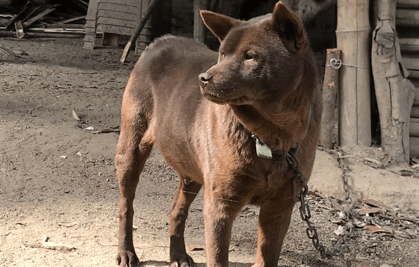 原创带你了解中华田园犬之山牛红一种少为人知的土狗属稀有品系