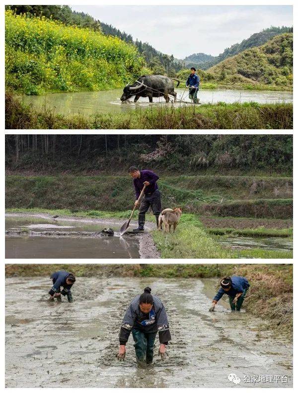 揭秘"苗家贡米"种植全过程,长见识了!