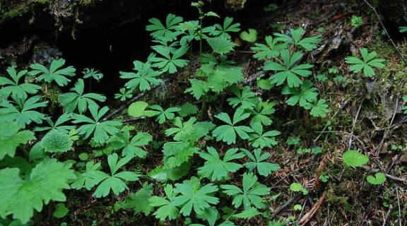 原创它便是珍贵的独叶草个头矮小山里路过请别踩到