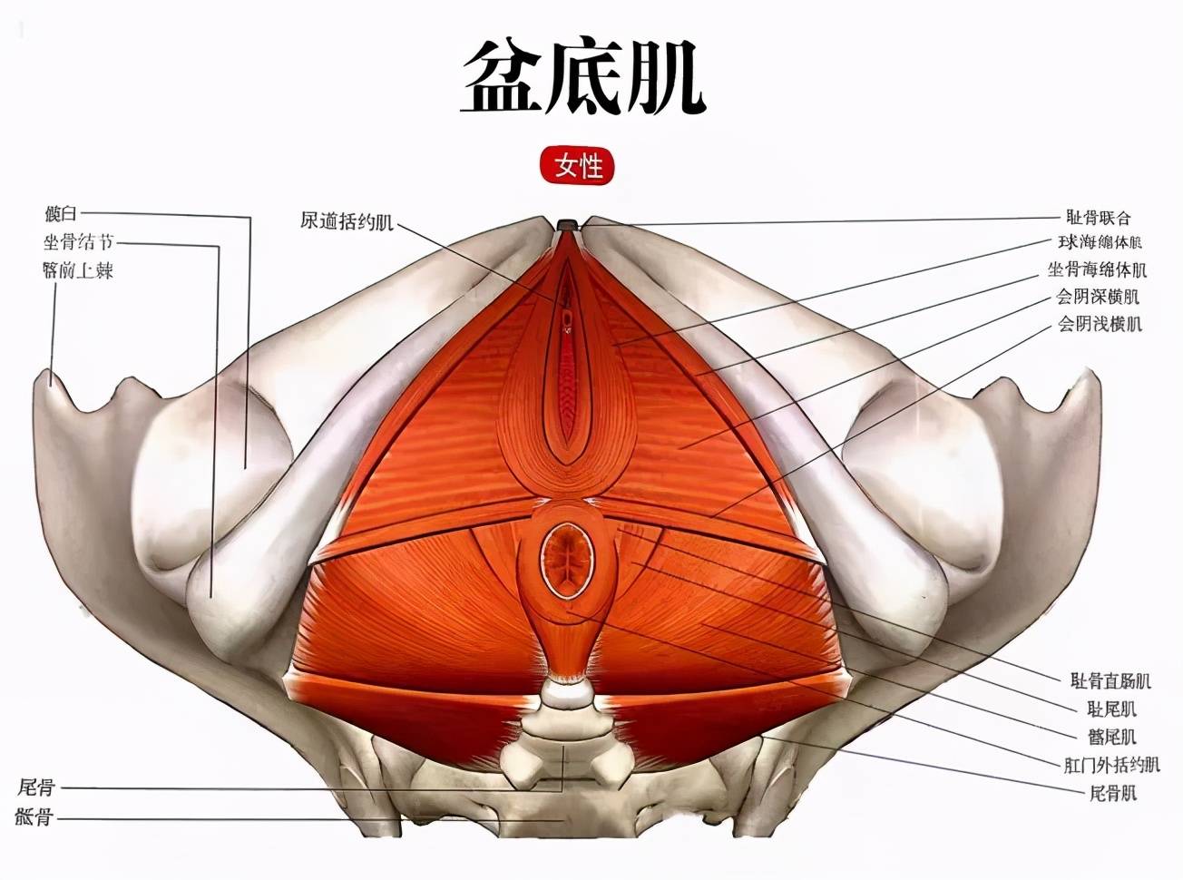 奇果知识产后盆底肌问题严重我该怎么修复