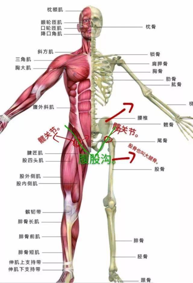 把手掌覆盖在一侧腹股沟的位置,然后同侧腿屈膝上抬,也就是把大腿骨