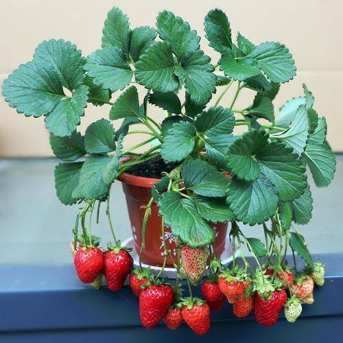 草莓外皮全是"种子",下次切点外皮种草莓,发芽快能结果