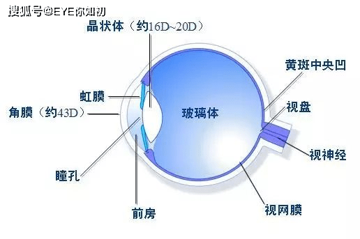 眼底有视网膜,视神经,黄斑部,这些部位的病变就成为眼底病.