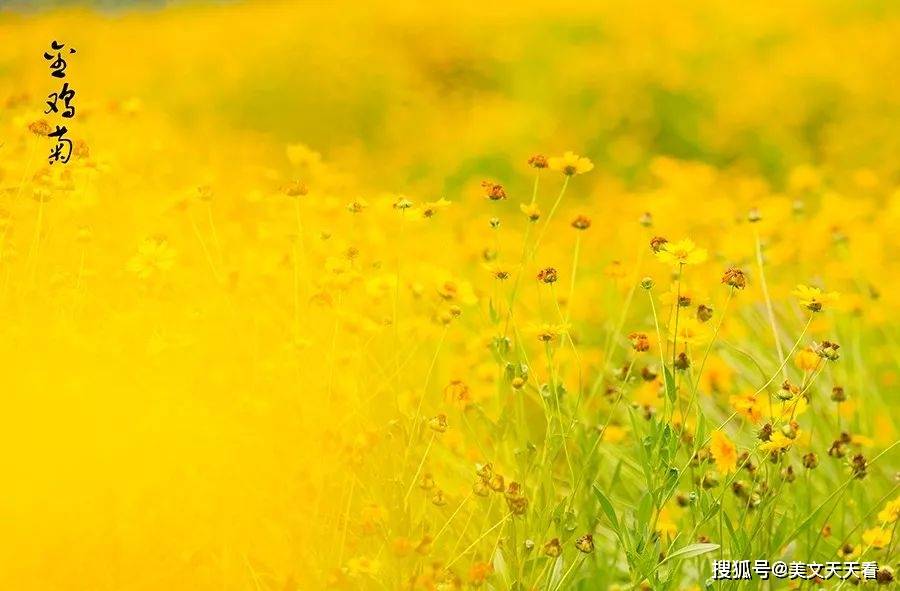 夏天再见,秋天你好