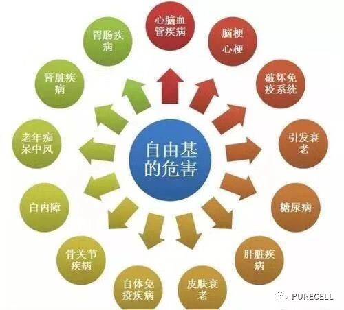 你不知道的自由基,原来是细胞"受伤"的根源._线粒体