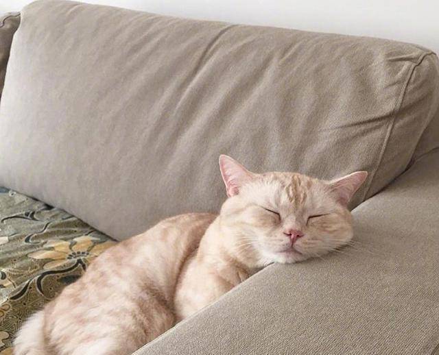 "白天大睡,夜里发疯":为什么猫咪总喜欢跟主人作对?