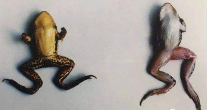 蛙类常见细菌性疾病及防治方法大全