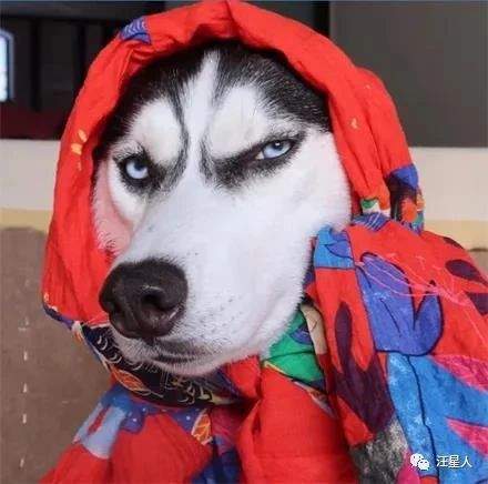 妹纸给哈士奇cos个"狼外婆"造型,结果网友全笑疯了