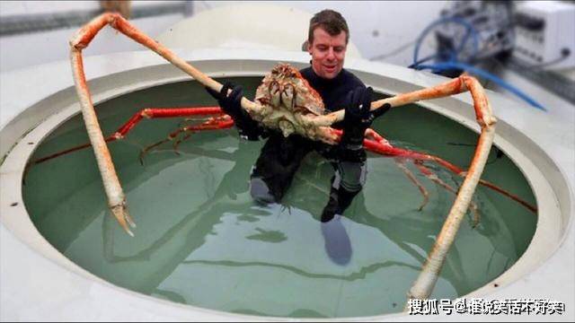 原创世界上体型最大的螃蟹形似蜘蛛可达4米长也叫杀人蟹