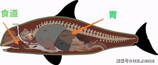 在食物被初步捣碎后,会被送往鲸鱼的第二个胃,也就是鲸鱼的主胃,这