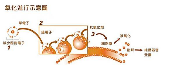 消除自由基影响成为保护精子的新方向