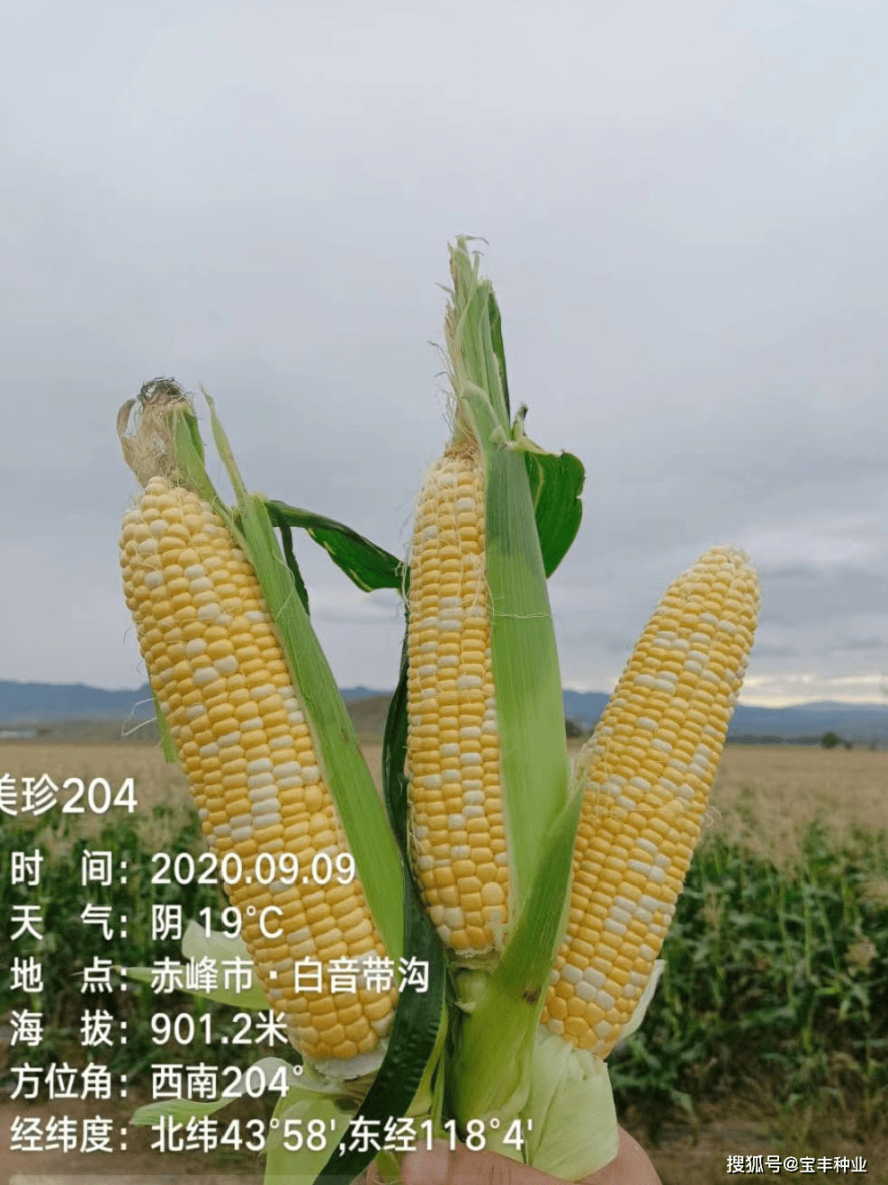 鲜食玉米的种植技术,决定甜玉米,糯玉米的粒重关键时期是什么?
