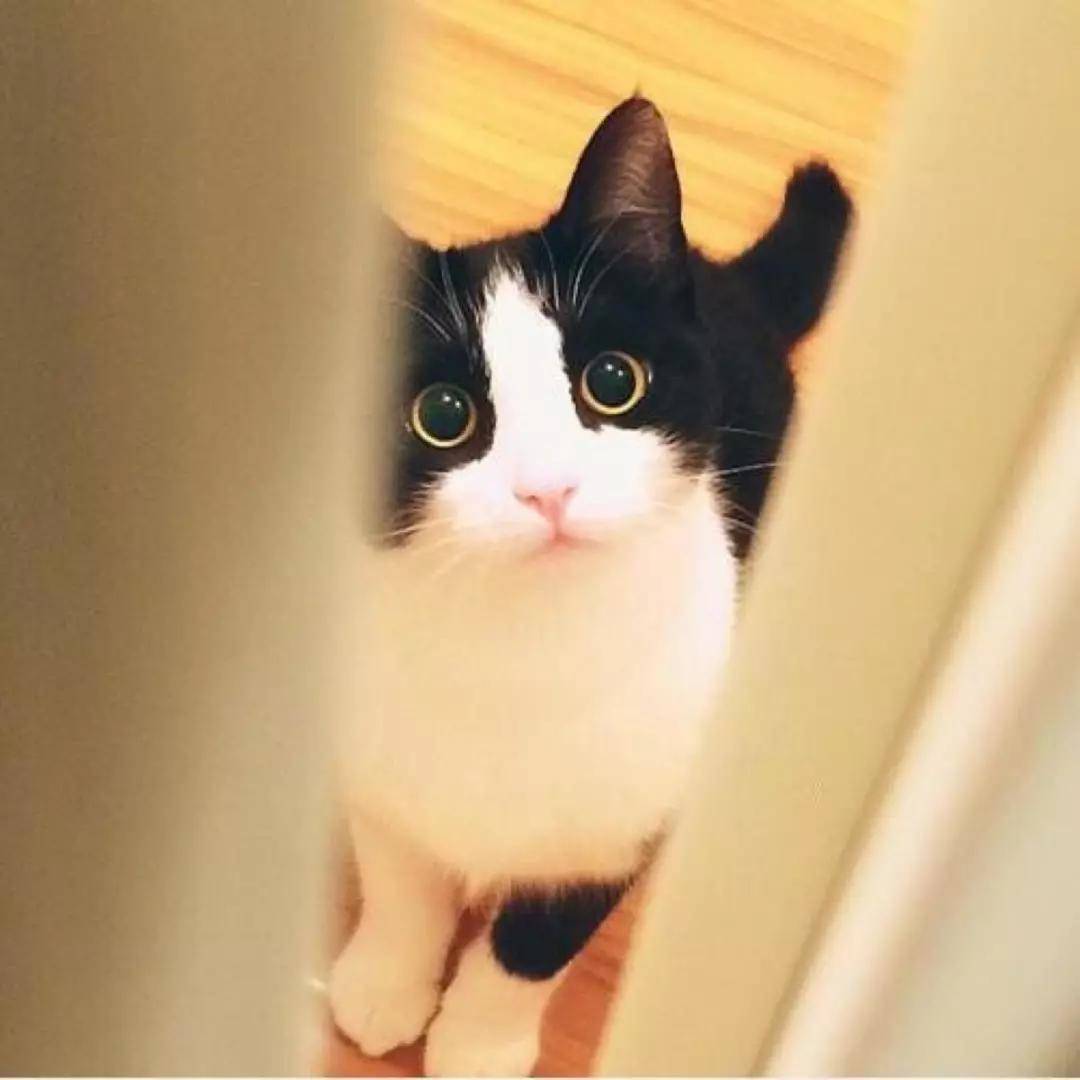 扩散!上海四十多只病重品种猫被猫贩子丢弃,全网炸了!