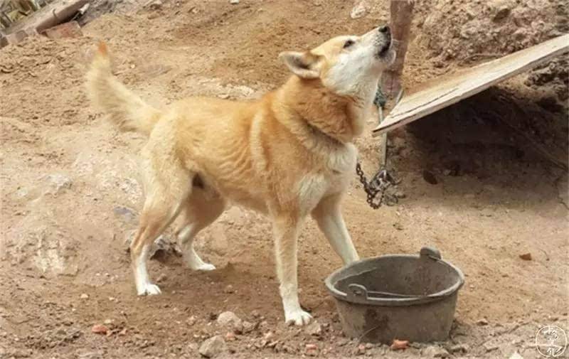 原创土狗是我国本土最古老的犬种之一
