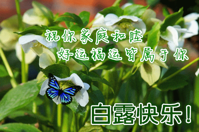 白露早安问候祝福语动态表情鲜花图片 白露节气早上好祝福语动态鲜花