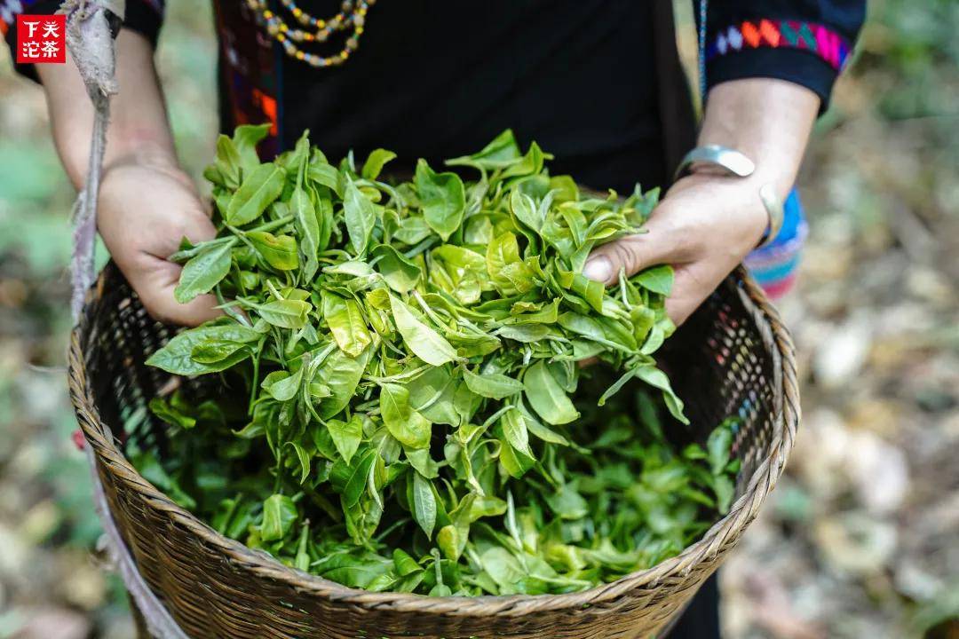 漫话茶山走进布朗山茶区上