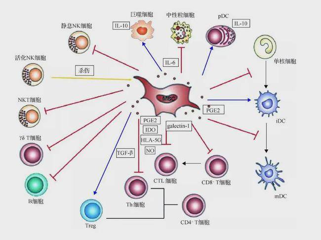 中科物谷干细胞,平衡你的免疫力