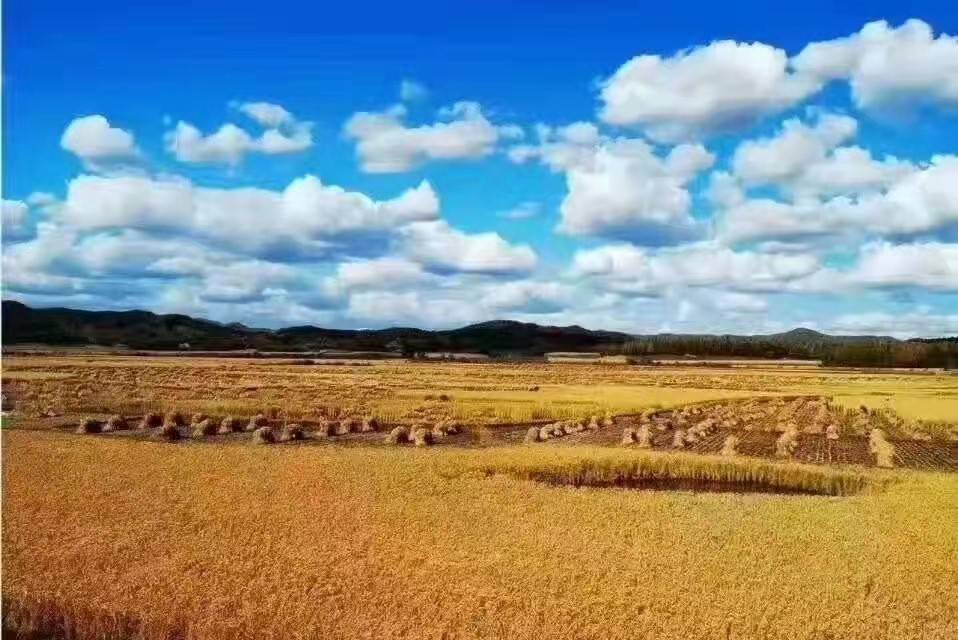 黑龙江省五常市:稻花田里的追梦人