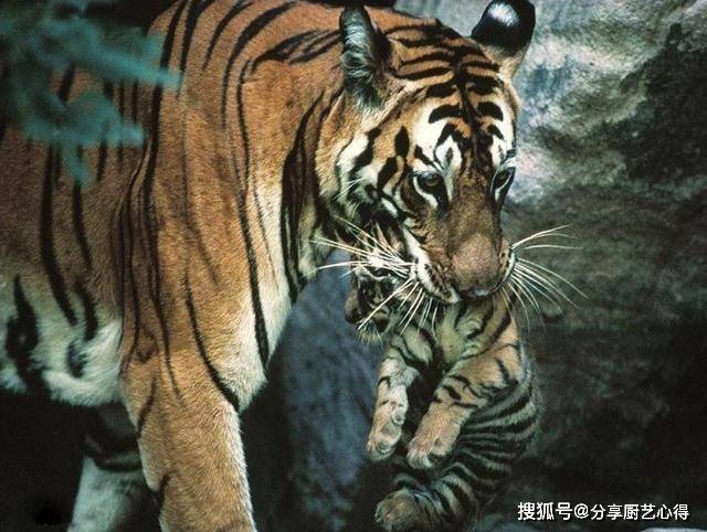 原创世界上最出名的一头老虎,统治领地十年之久,最终死于外孙之手