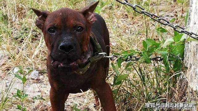 原创最受国人喜欢的5大本土猎犬,进山带上一条,满载而归